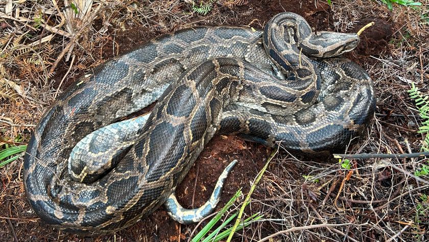 Burmese python after vomiting up the deer.
