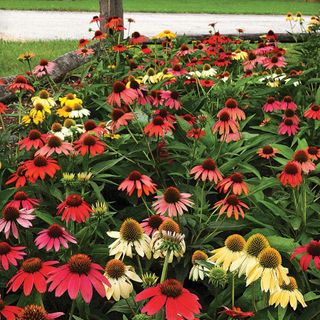 'Cheyenne Spirit' coneflowers