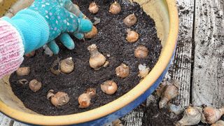 Woman planting crocus bulbs in a pot