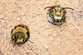 “Home Sweet Home’ by Lee Frost won the ‘Bug Homes’ category, and shows a mining bee and a Willoughby's leaf-cutter bee emerging from a bee hotel.