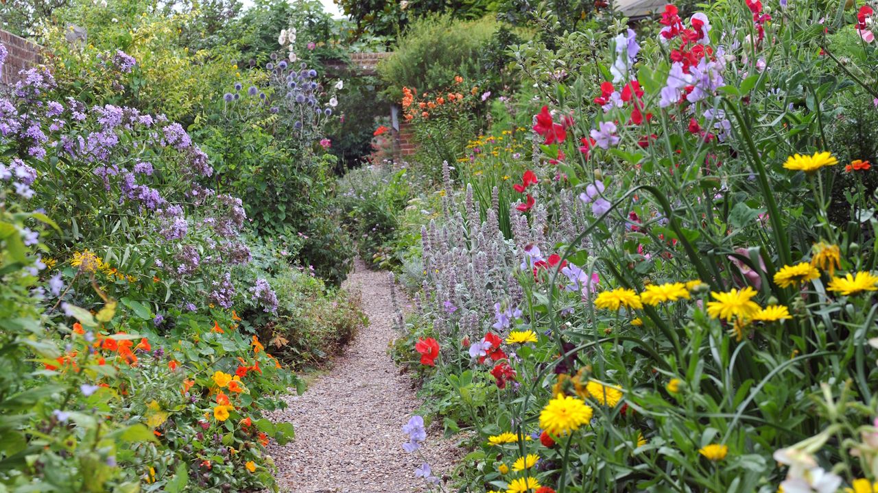 Colorful borders in an old-fashioned cottage garden