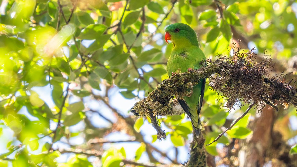 Blue-fronted lorikeet.