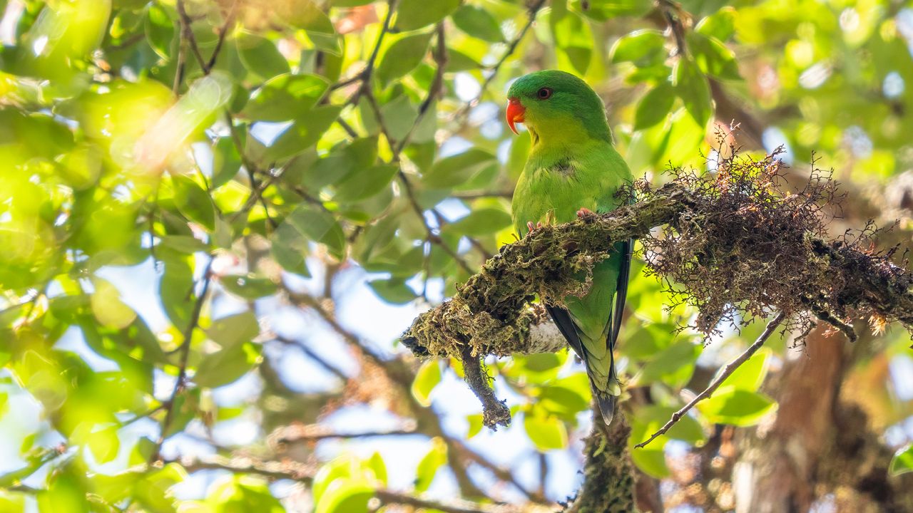 Blue-fronted lorikeet.