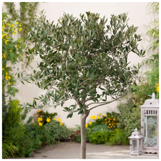 Florida Foliage Olive Arbequina Tree from Walmart