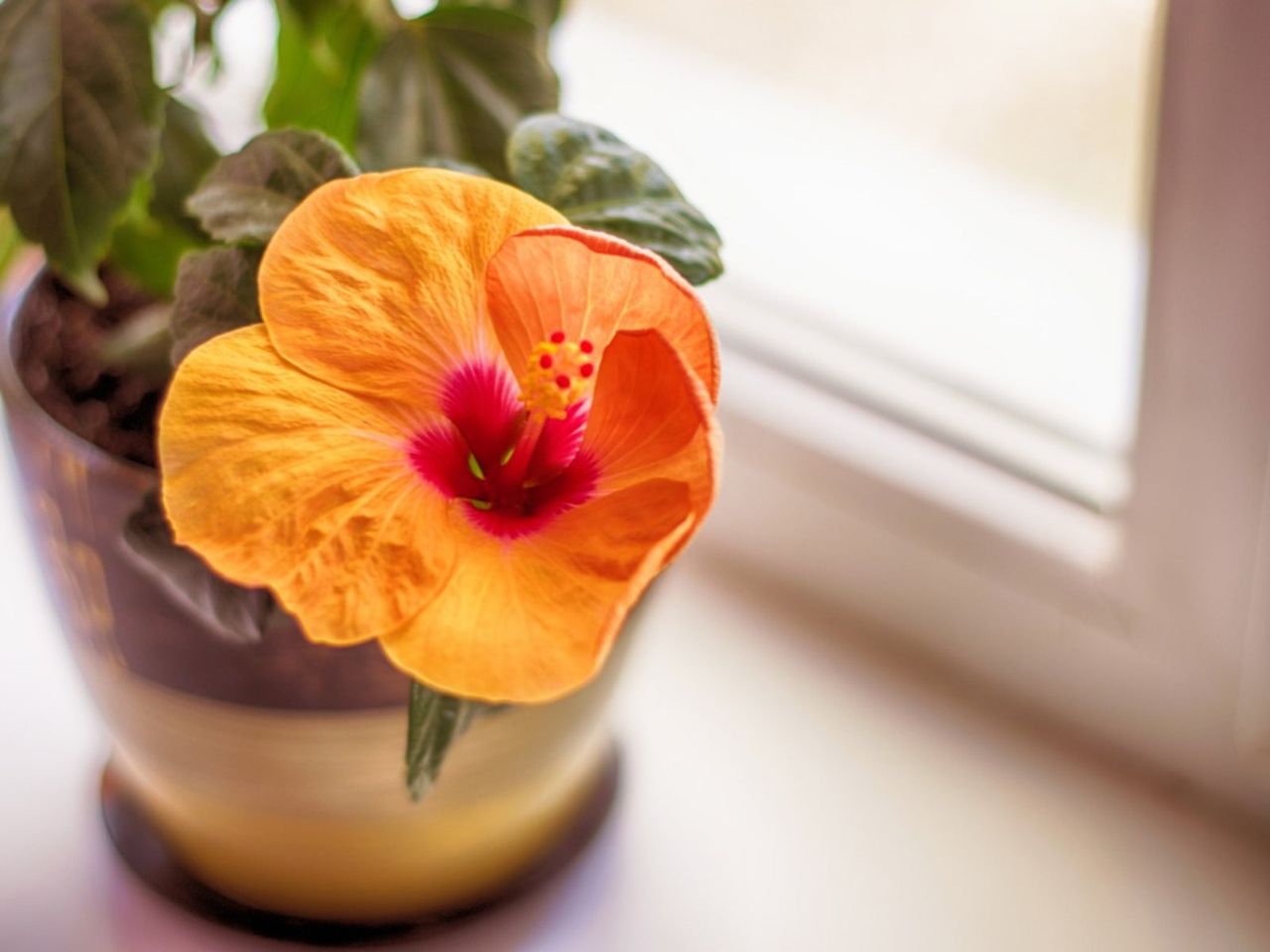 Potted Indoor Hibiscus Plant