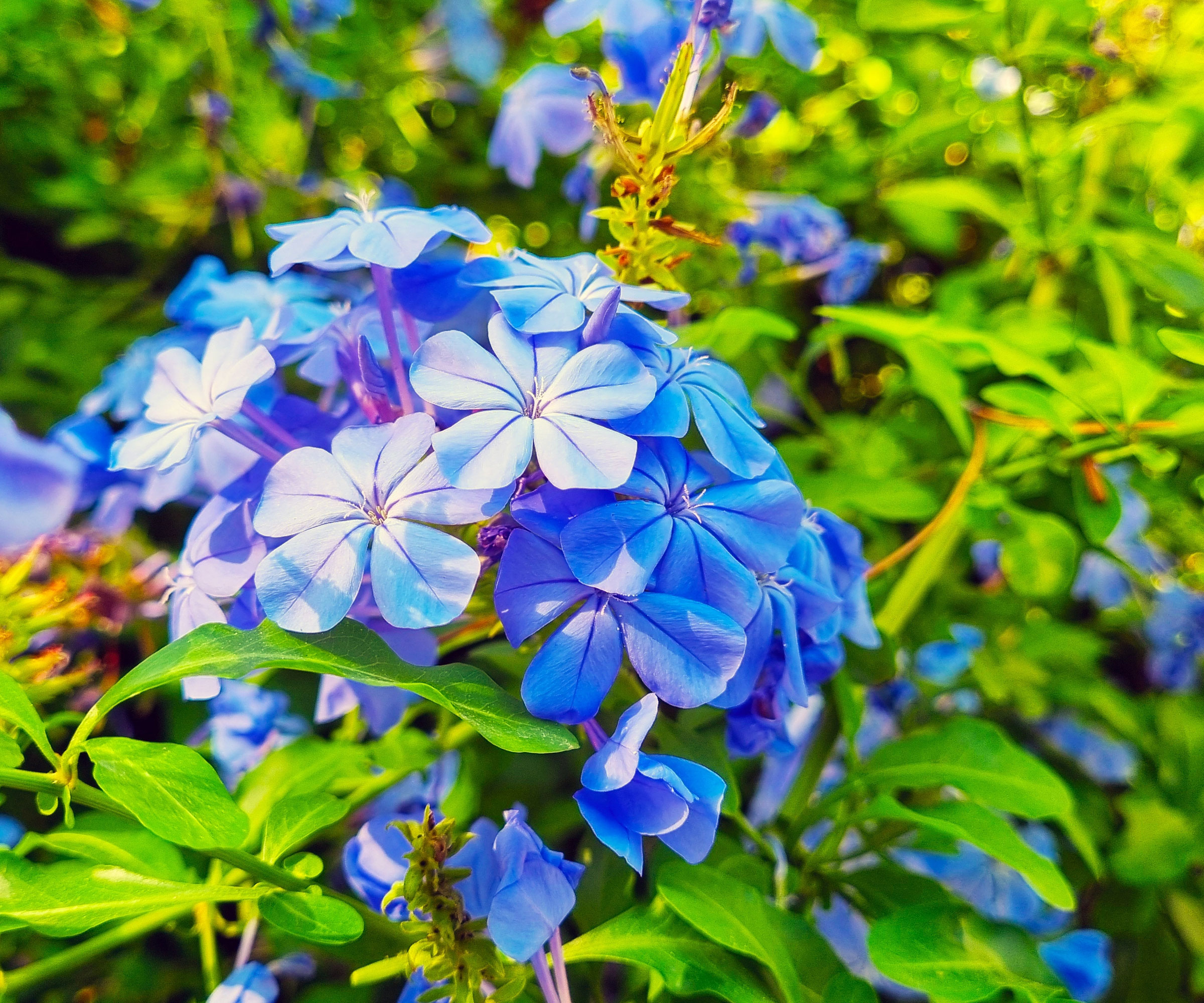 blue plumbago flowers in garden display