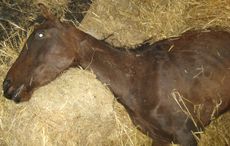 Fred-the-pony-credit-RSPCA.jpg