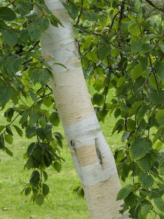 White Himalayan birch bark
