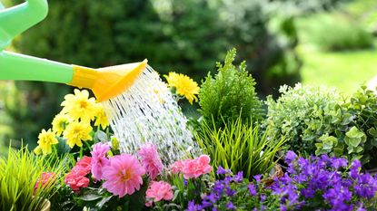 watering flowers