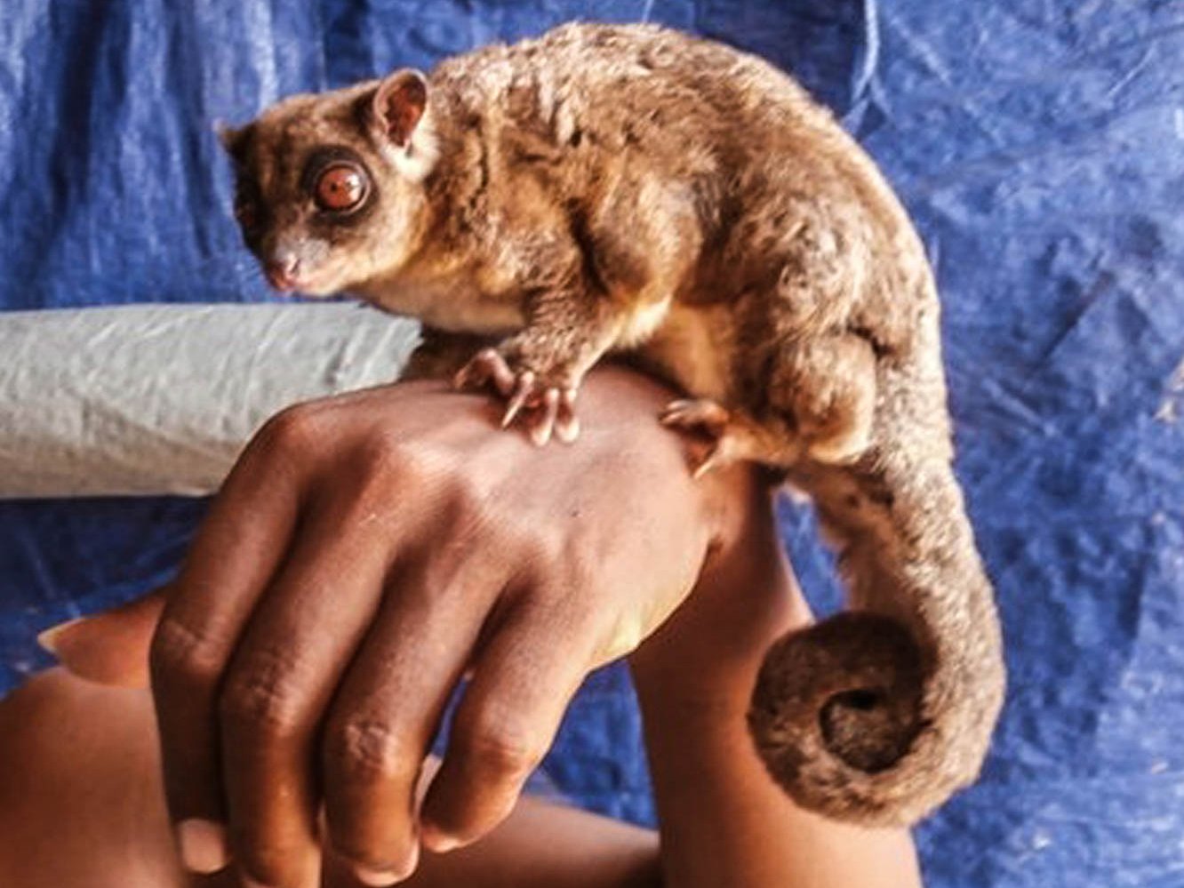 A ring-tailed glider sitting on the hand of a person.