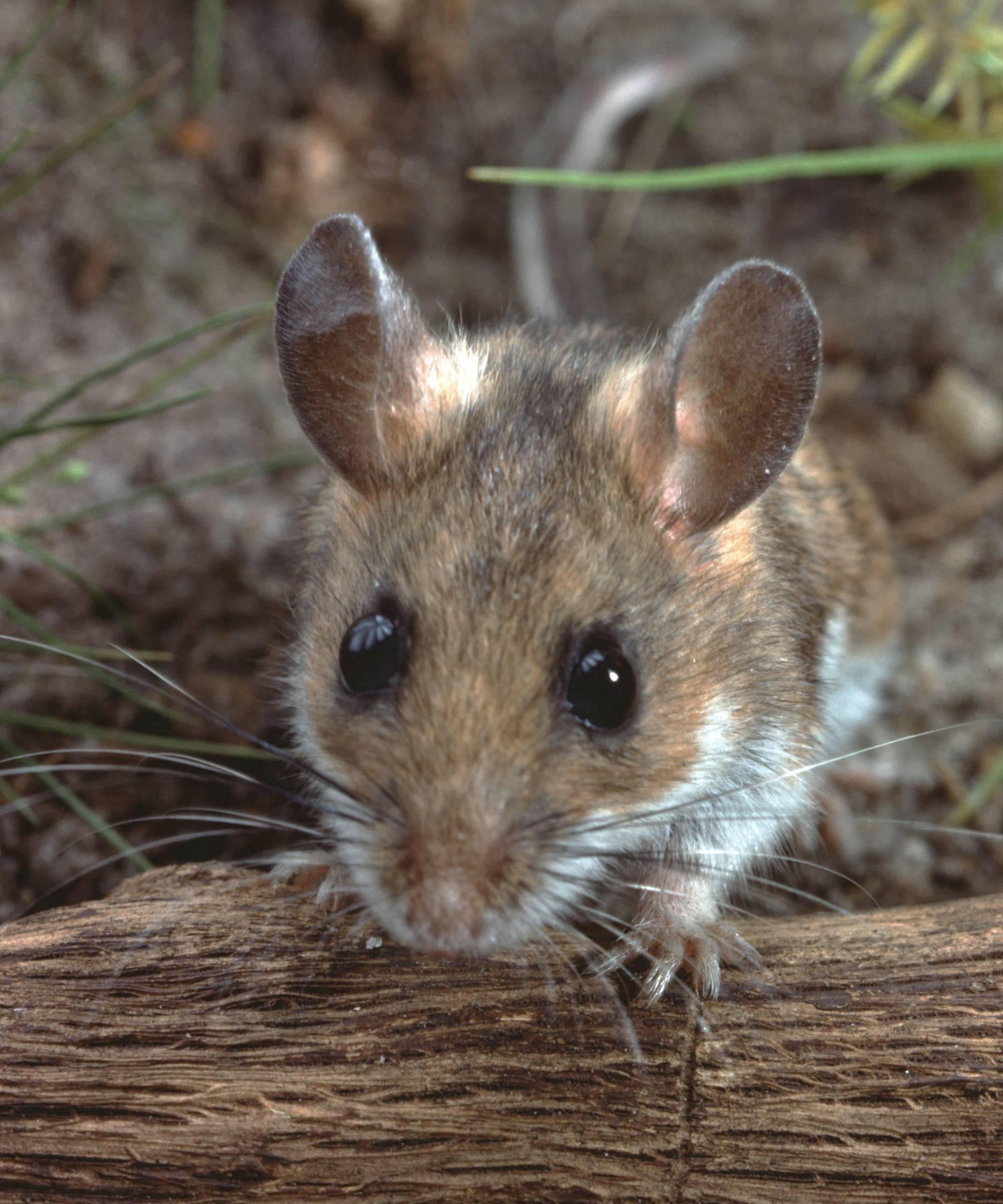 white footed mouse