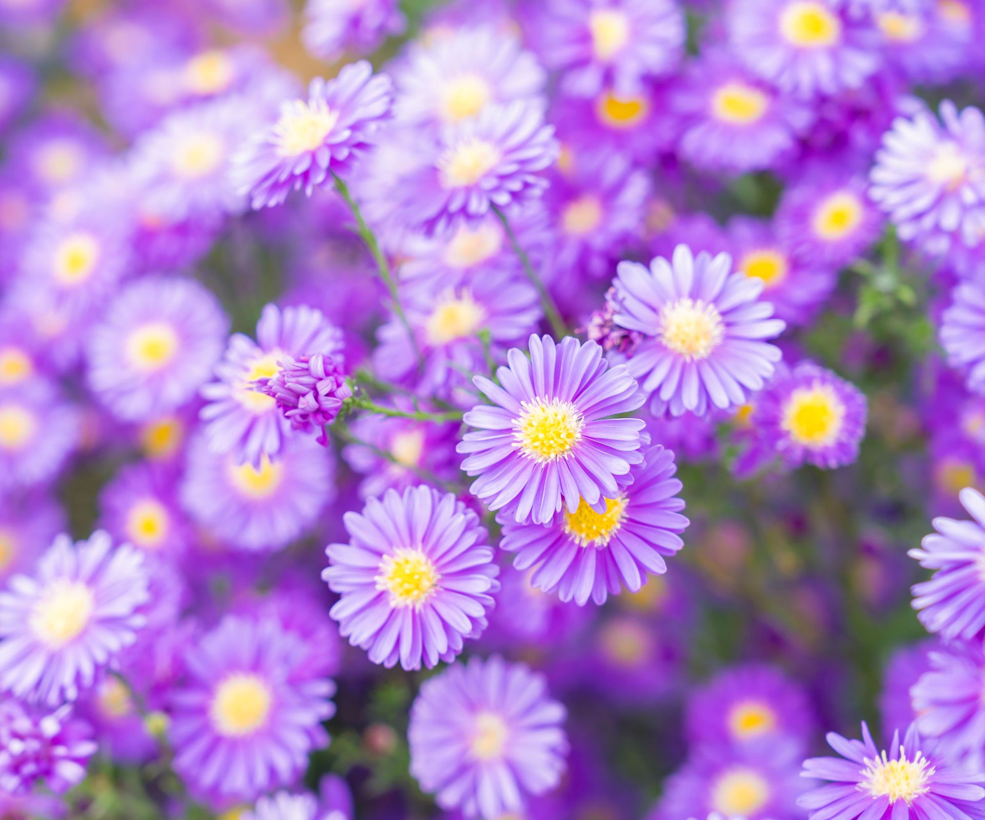 purple aster flowers with yellow centers
