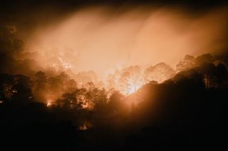 Mexican forests being destroyed for avocado farming