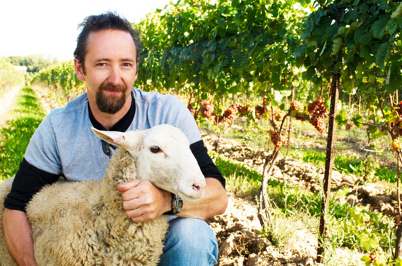 Tawse-Winery-Paul-Pender-Sheep