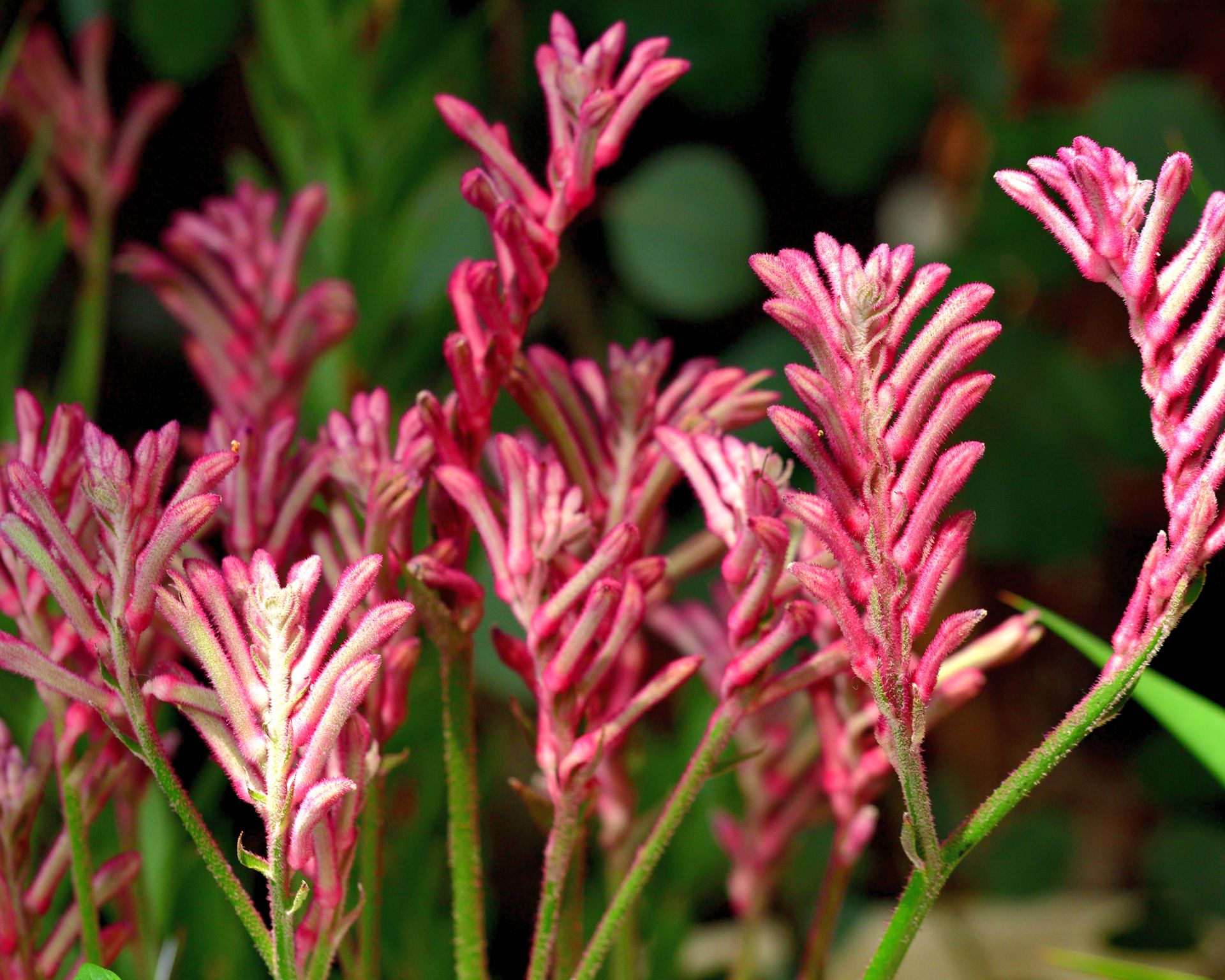 the-plants-you-should-plant-in-your-garden-to-lower-your-water-bill