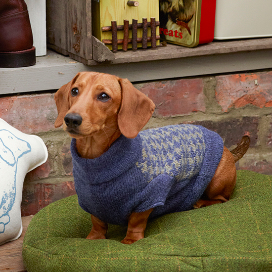room with brown dog wearing printed blue with white cloth and green cushion