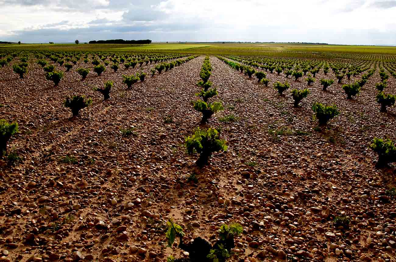 Vineyard with gravel soils in the Rueda DO