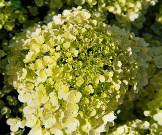 Up-close flower blooms of a Hydrangea paniculata 'Bobo'