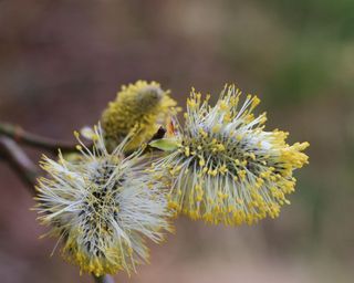 Goat willow tree, salix caprea, the male catkins with pollen close up in early spring