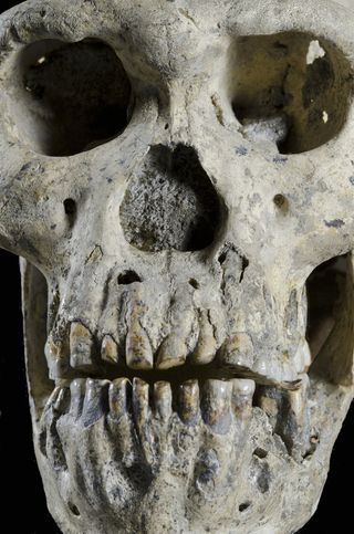 skull of an ancient human lineage found in Dmanisi