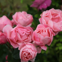 Rosa&nbsp;'The Queen Elizabeth' at Waitrose Garden