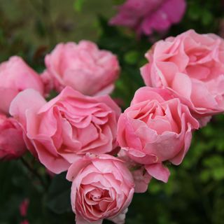 Floribunda rose 'The Queen Elizabeth'