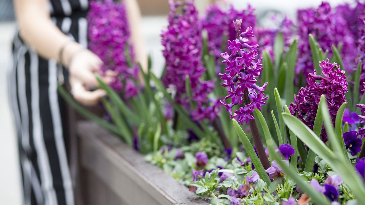 Mid section of young woman&#039;s hand touching purple hyacinths in planter