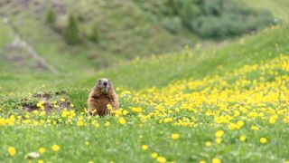 A marmot in a field of yellow wildflowers