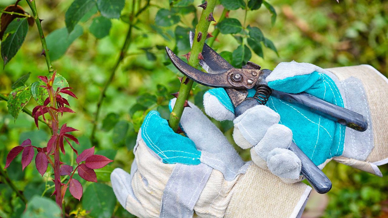 taking cuttings from a rose bush with secateurs