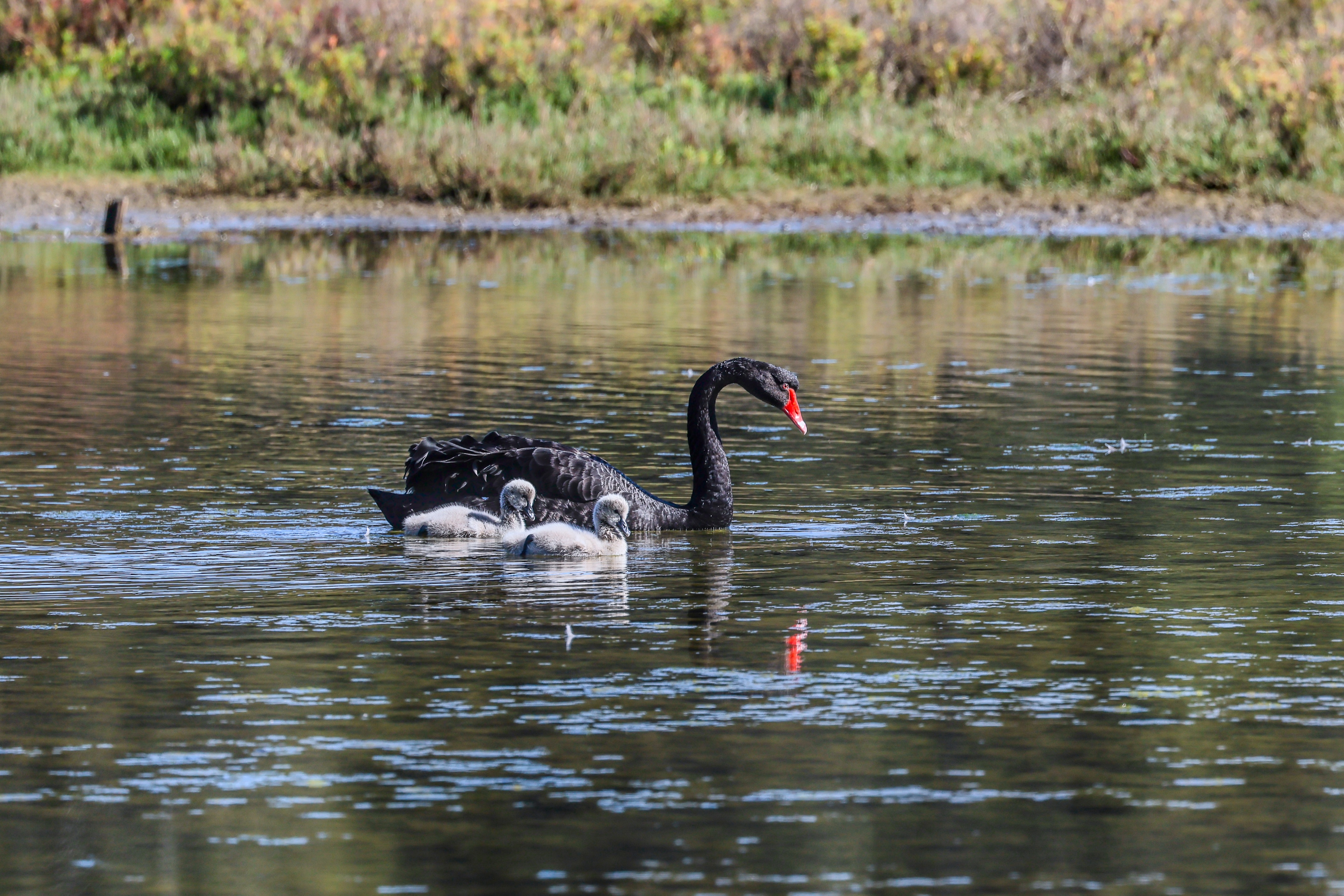 A black swan in a lake with two cygnets