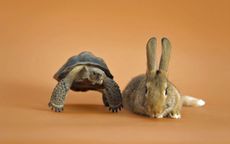 Tortoise and a hare