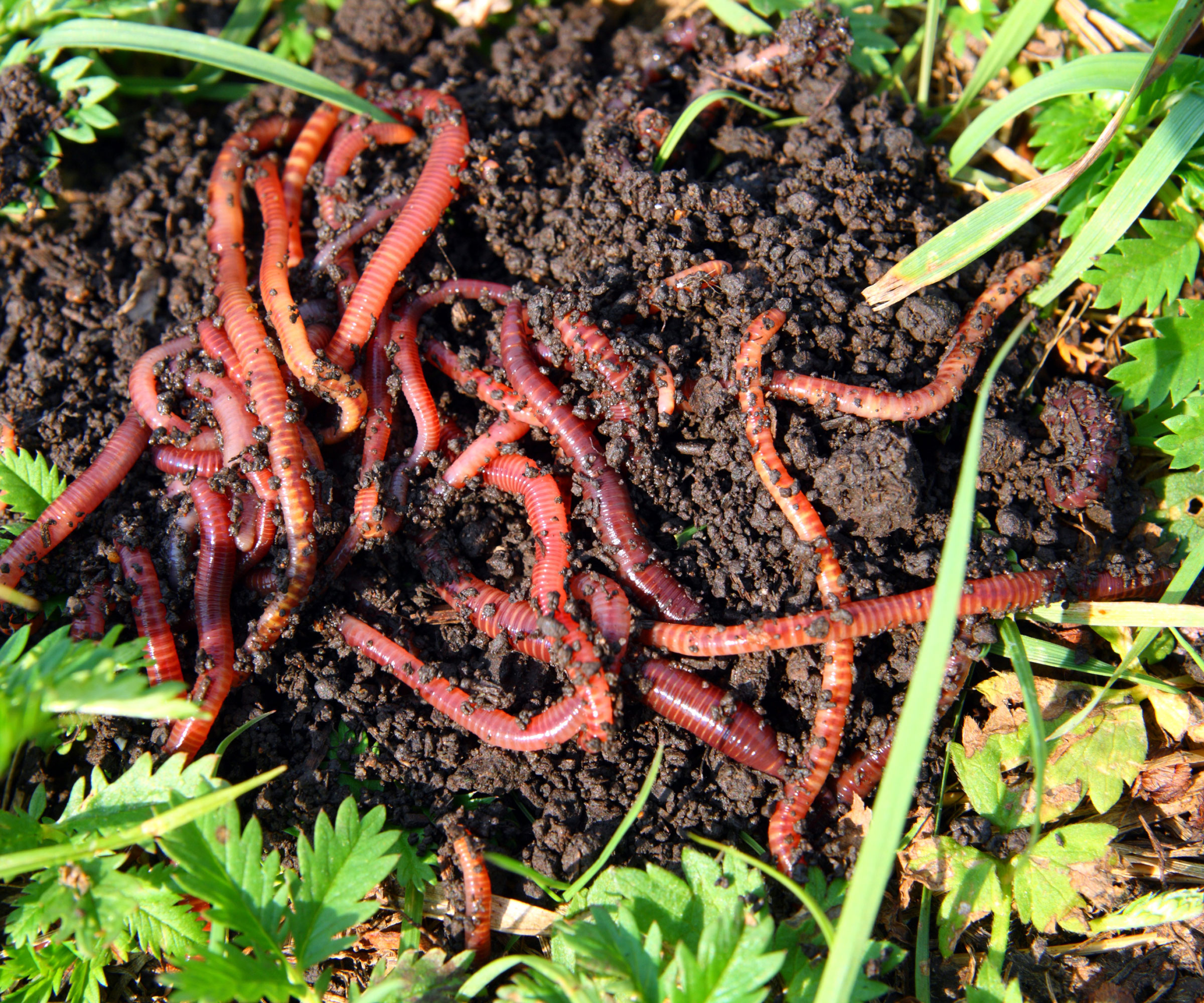 red worms wriggling on garden soil
