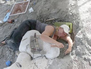 Dinosaur excavation in New Mexico