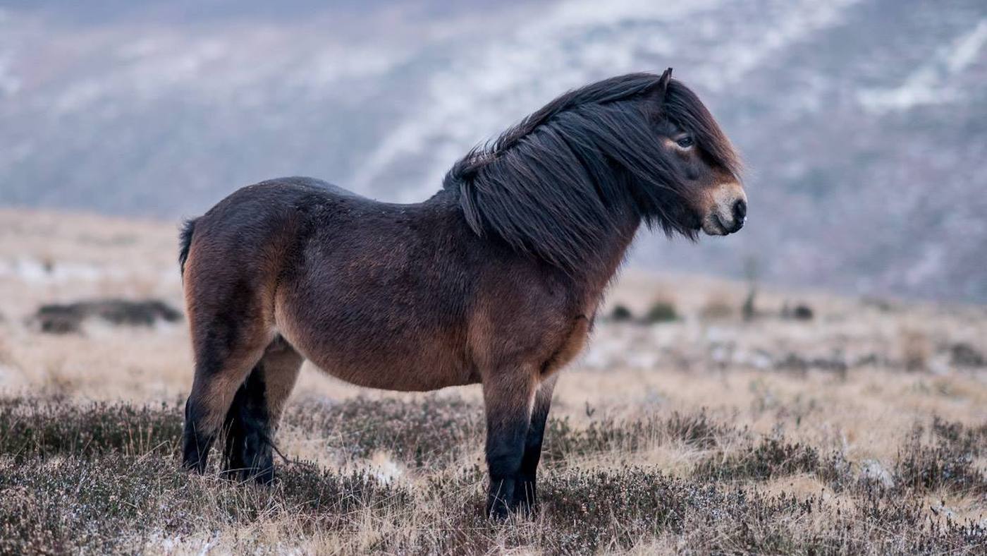 ExmoorStallion2