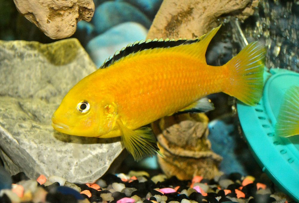 African cichlid