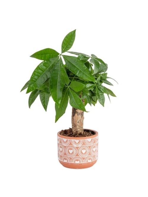 Money Tree Live Indoor Plant