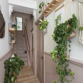 hallway and staircase area painted brown with hanging plants for decorations