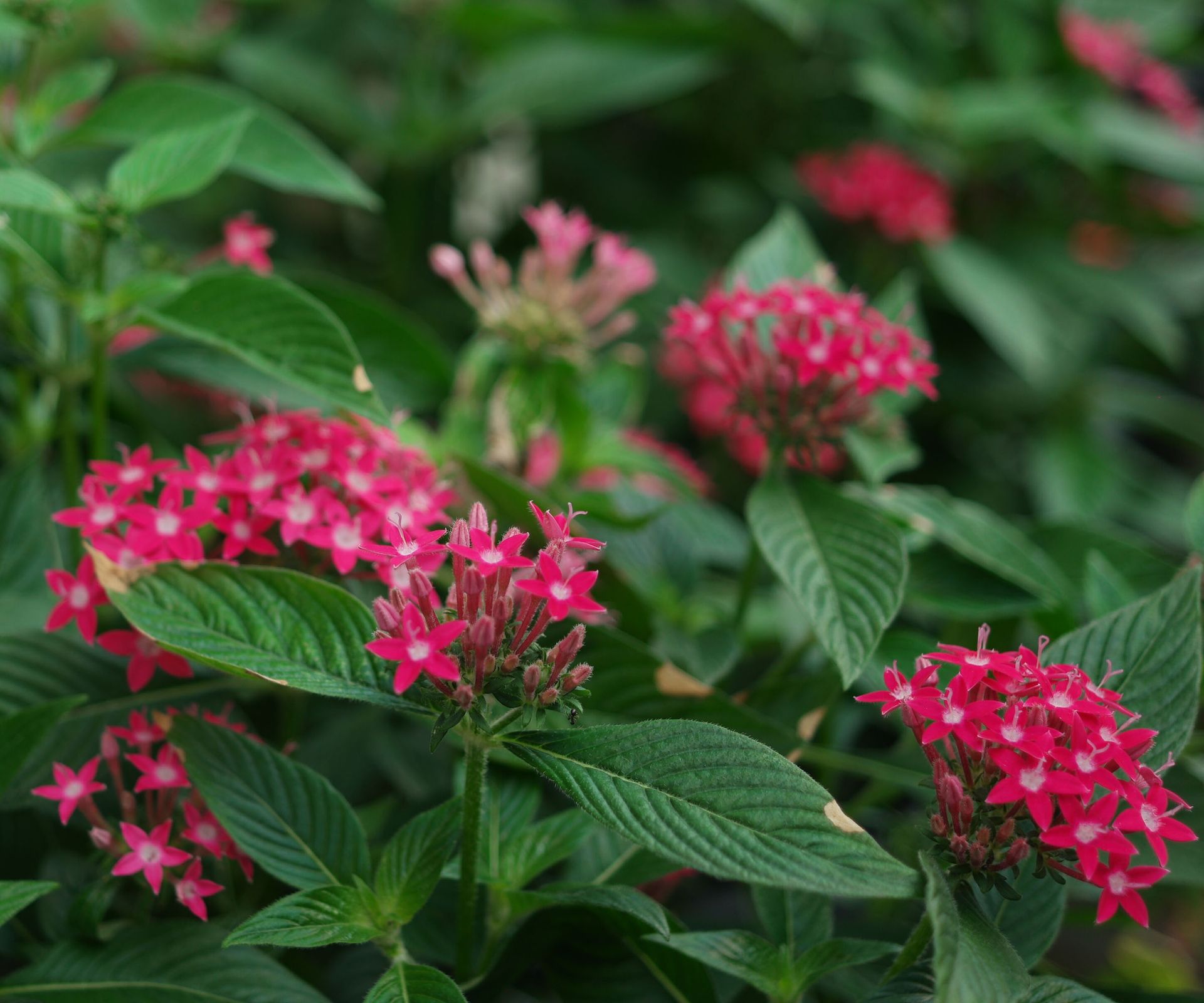 Spirea 'Double Play Doozie'