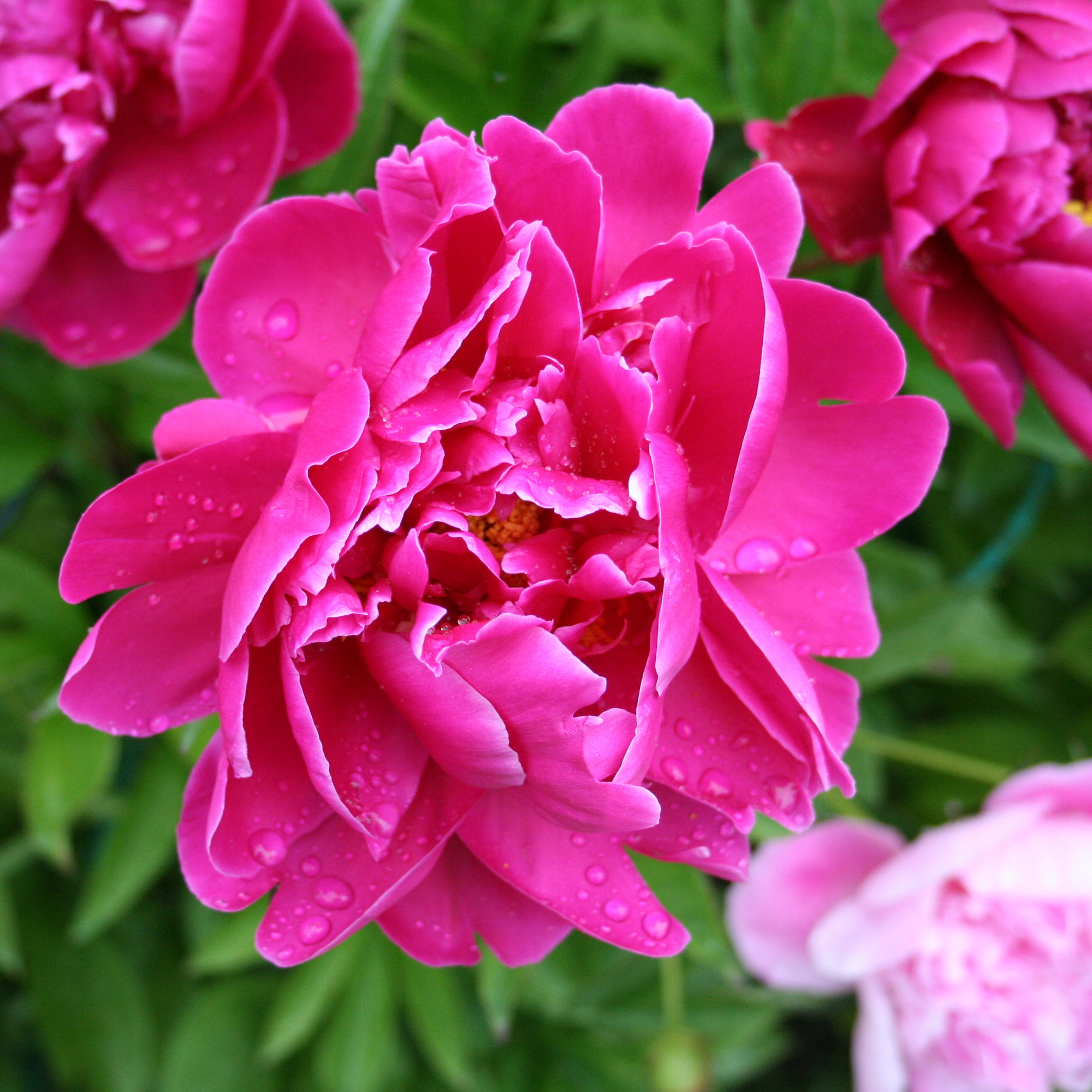 Close-up of magenta Karl Rosenfield peony