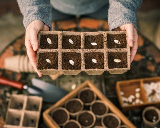 Woman planting pumpkin seeds in tray