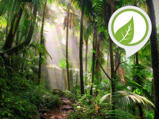 Rainforest Sounds