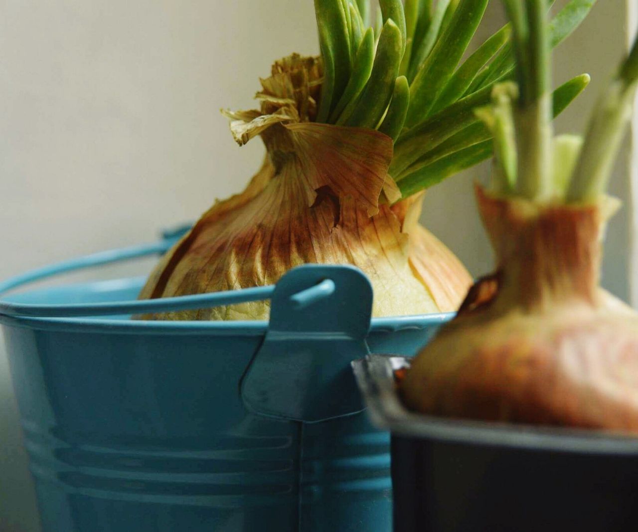 Growing onions from scraps: how to get vegetables for free | Homes and ...