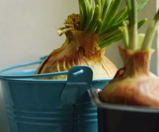 Onions growing indoors in containers