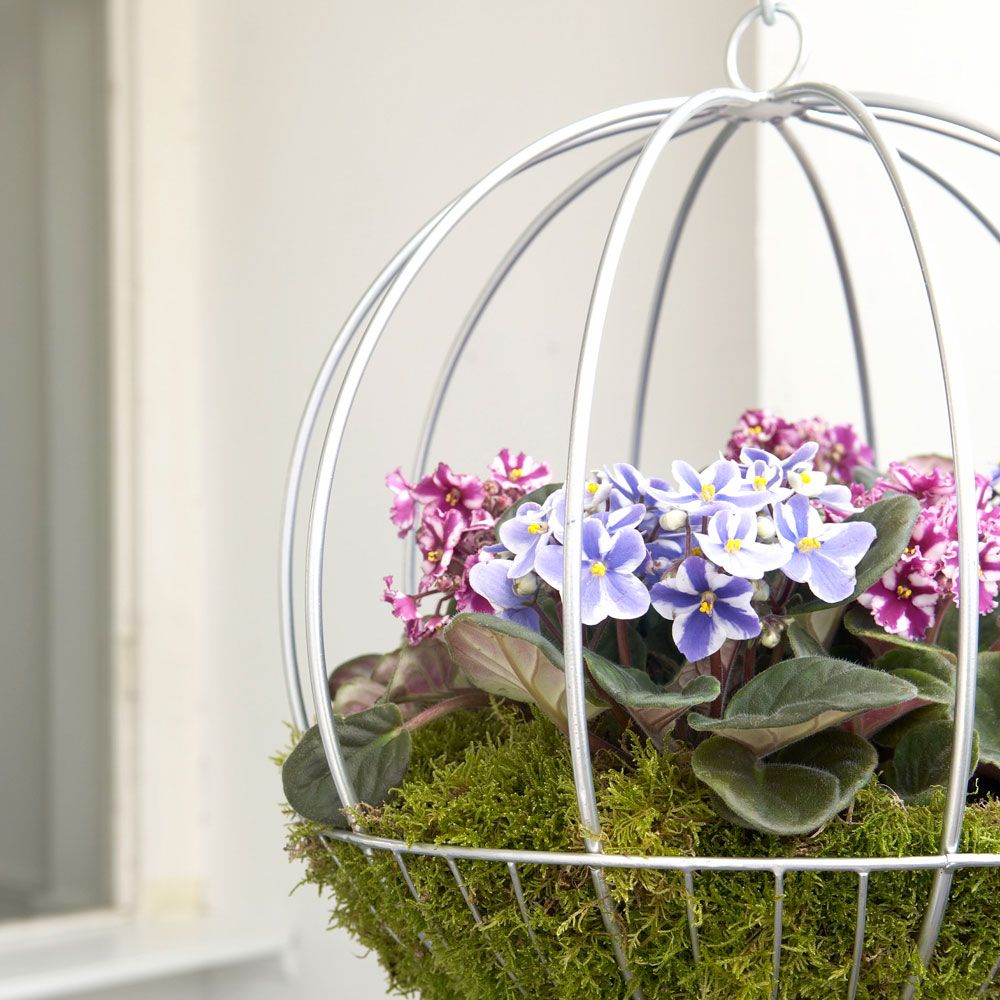 How to plant a hanging basket Ideal Home