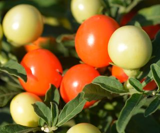 The orange berries of Solanum pseudocapsicum or Jerusalem cherry are toxic