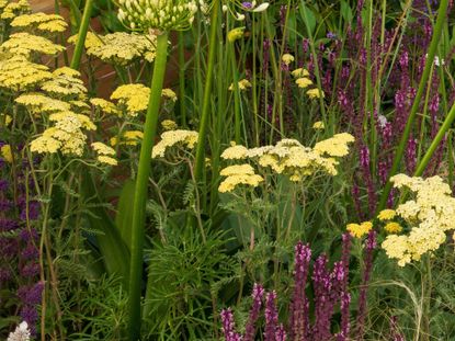 View of Best plants for a dry garden | Livingetc