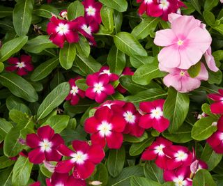 aerial view of pink impatiens
