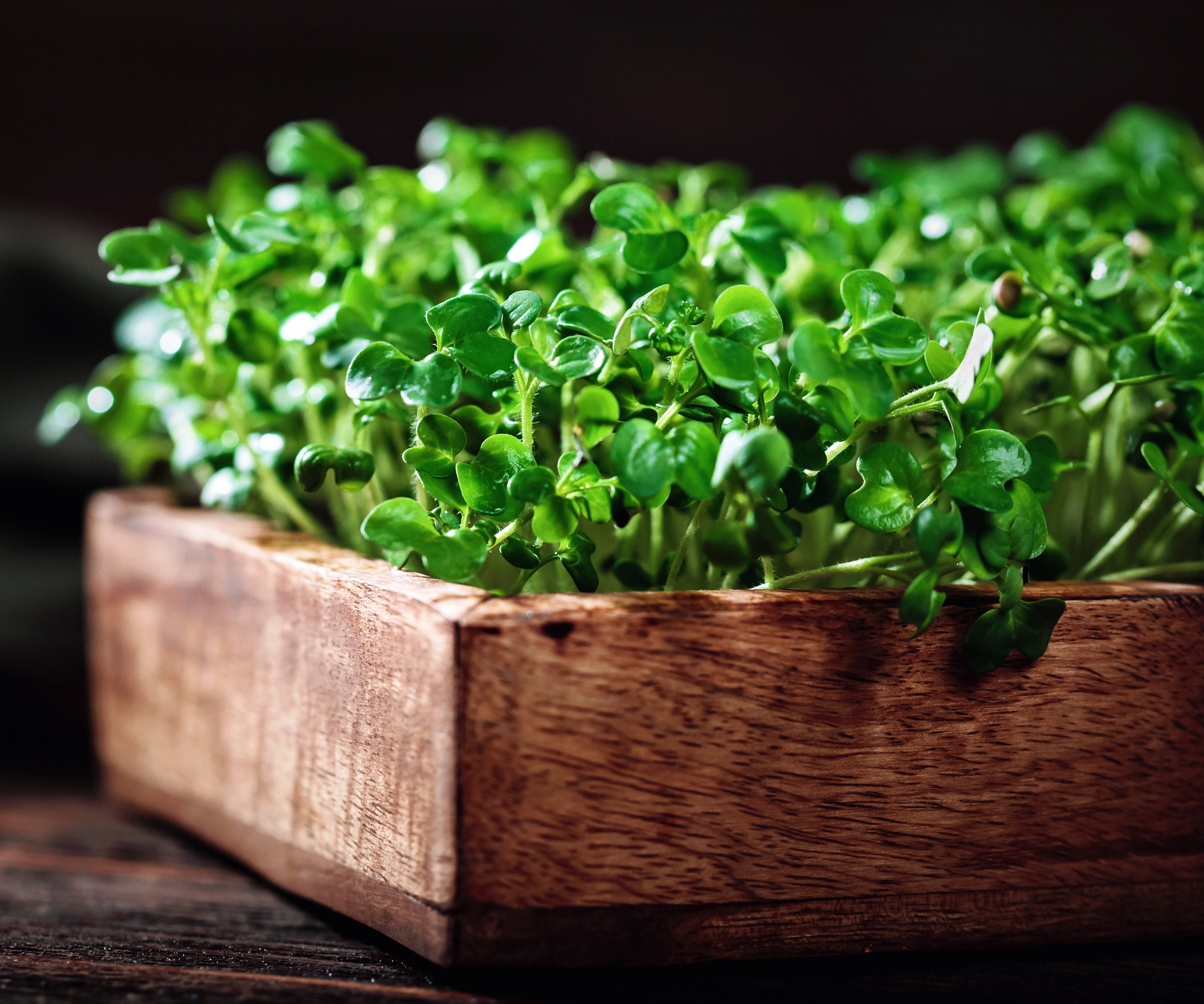 Mustard microgreens are growing thickly in a wooden tray