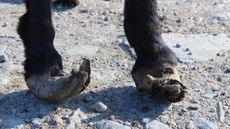 SSPCA donkeys equine neglect case