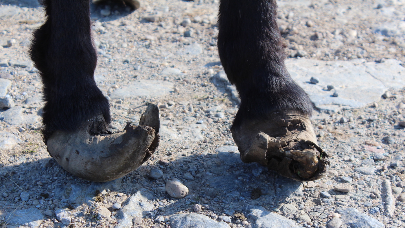 SSPCA donkeys equine neglect case